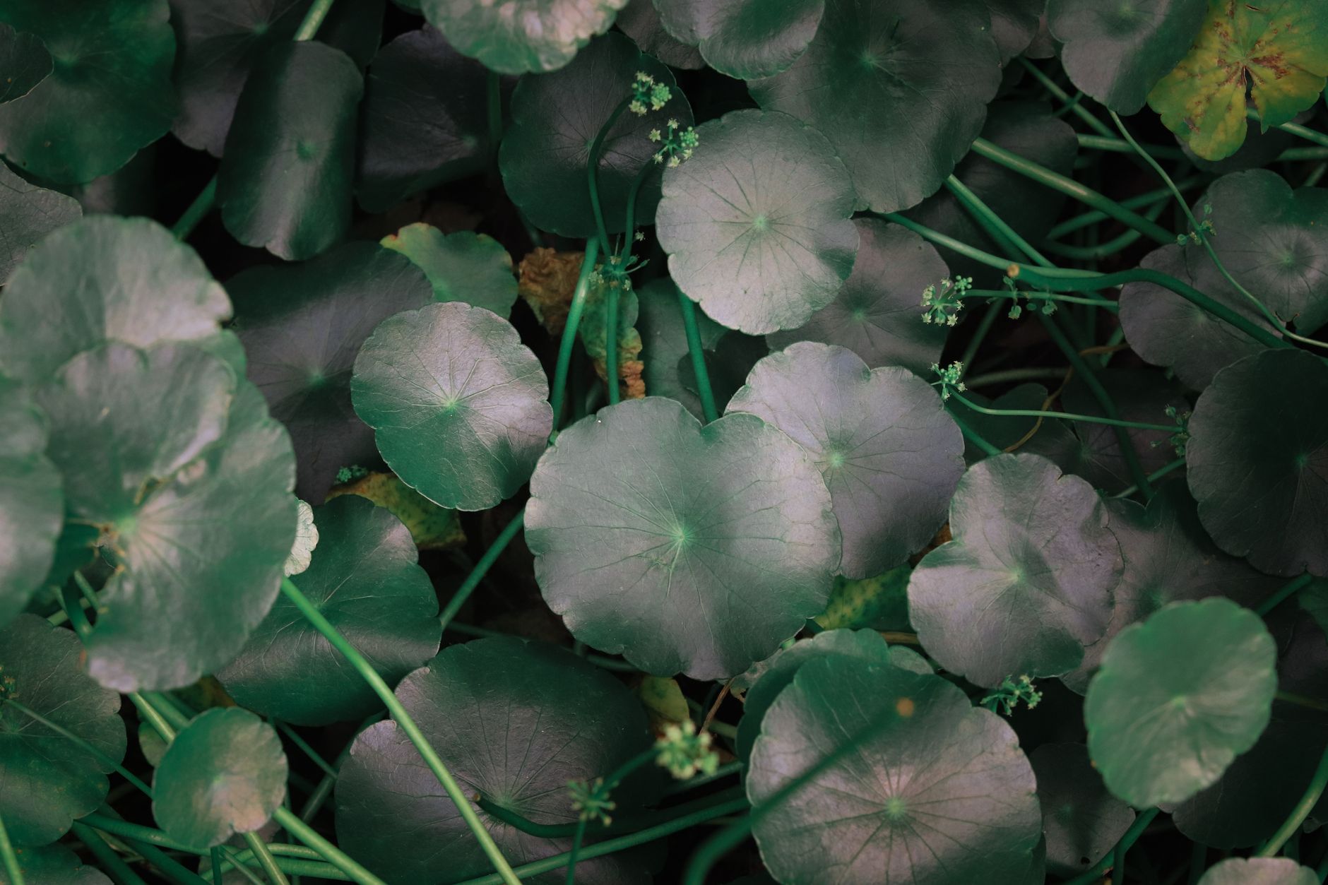Close-up of centella asiatica (cica) leaves with a soothing, green aesthetic.