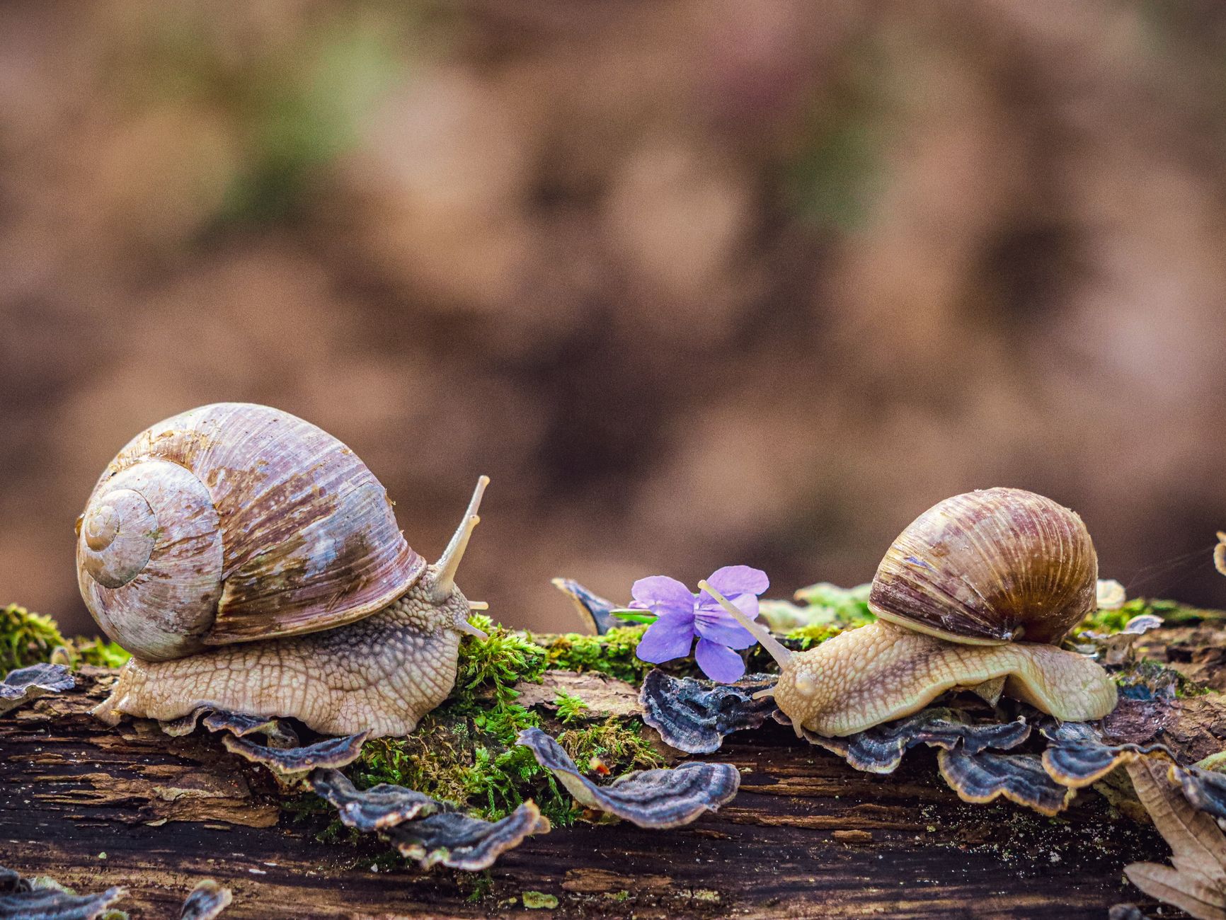 A clear glass bottle of snail mucin essence with a dropper, surrounded by dewdrops and a blurred green background.
